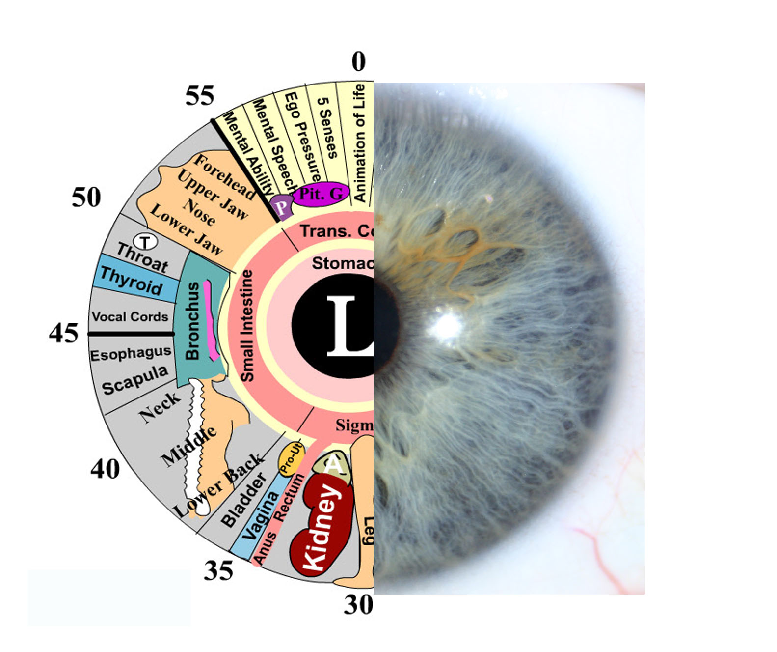 What Is Iridology Chart